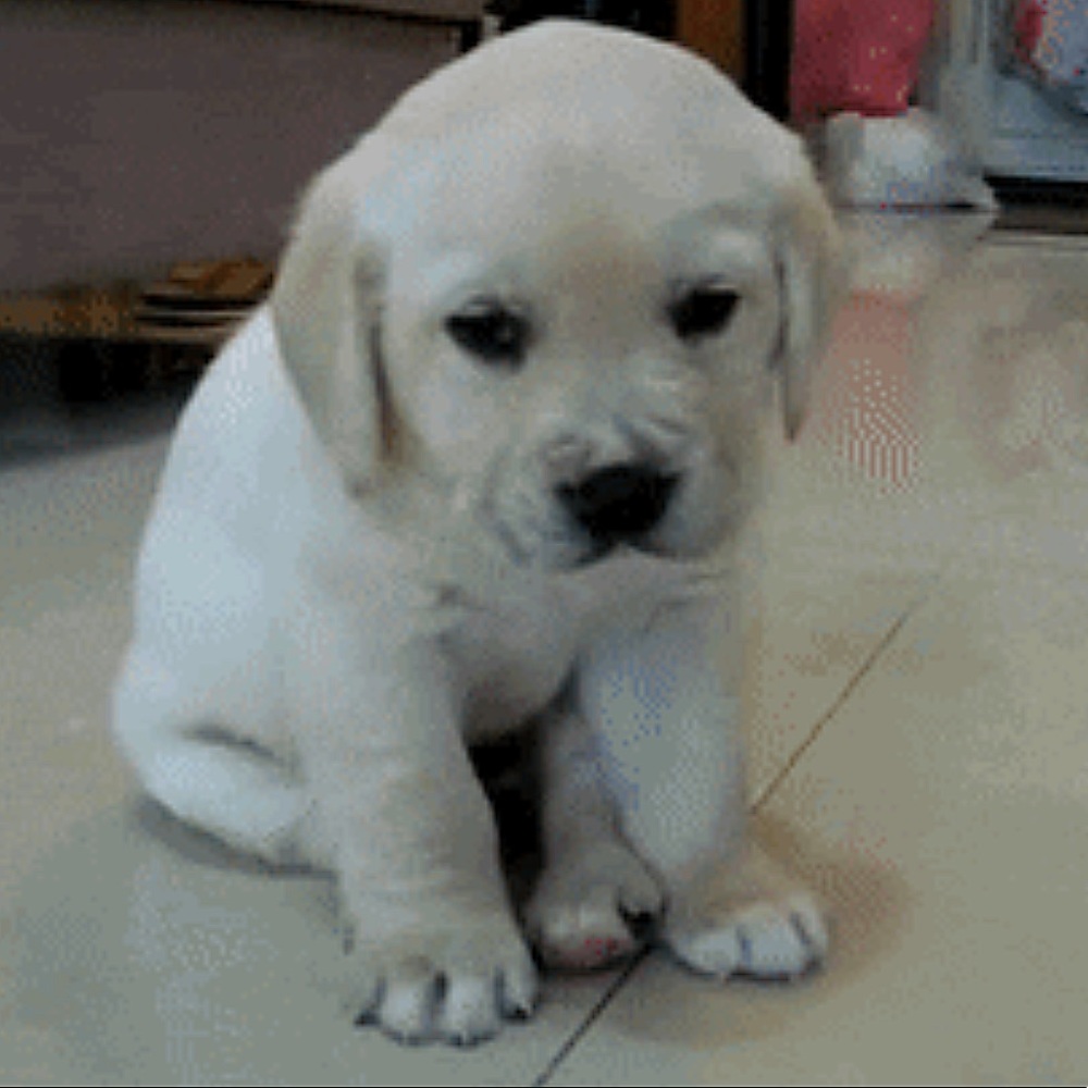I need a laptop!